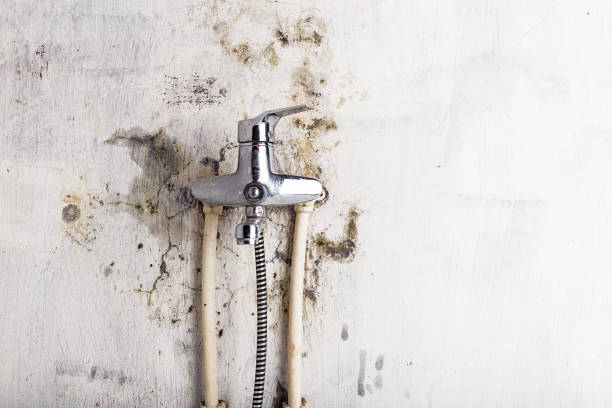 Olympia, WA Mold Removal Company