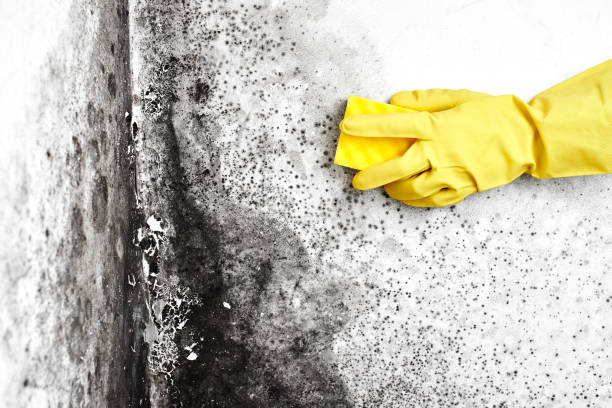 Office Mold Removal Services in Olympia, WA
