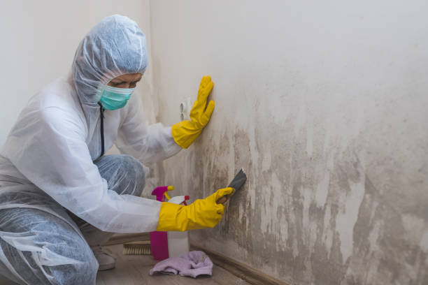 Best Black Mold Removal  in Olympia, WA