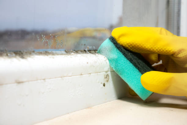 Best Office Mold Removal Services  in Olympia, WA