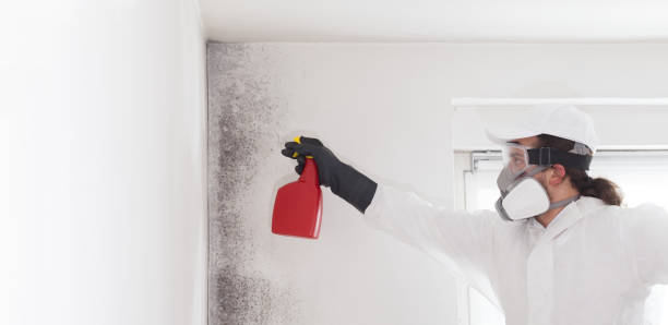 Best Emergency Mold Removal  in Olympia, WA