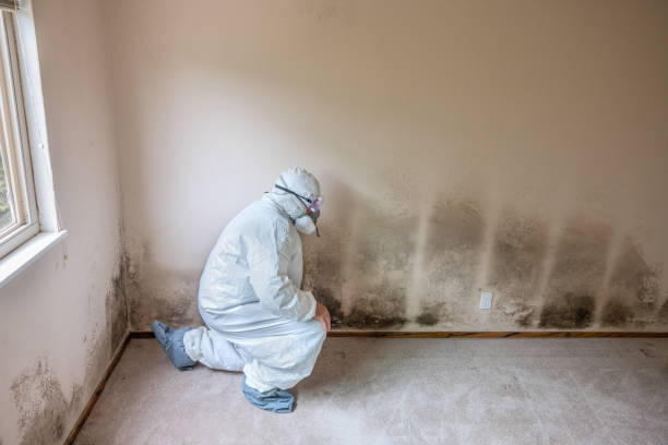 Best Certified Mold Removal  in Olympia, WA
