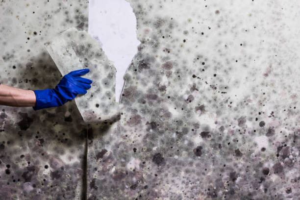 Best Office Mold Removal Services  in Olympia, WA