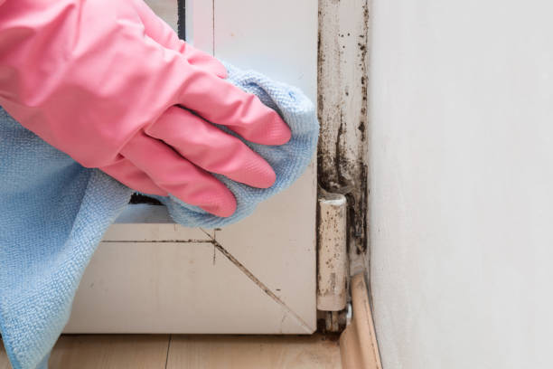 Best Affordable Mold Removal  in Olympia, WA