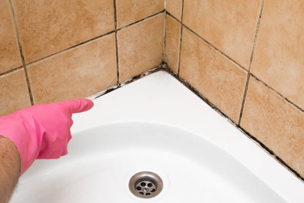 Certified Mold Removal in Olympia, WA
